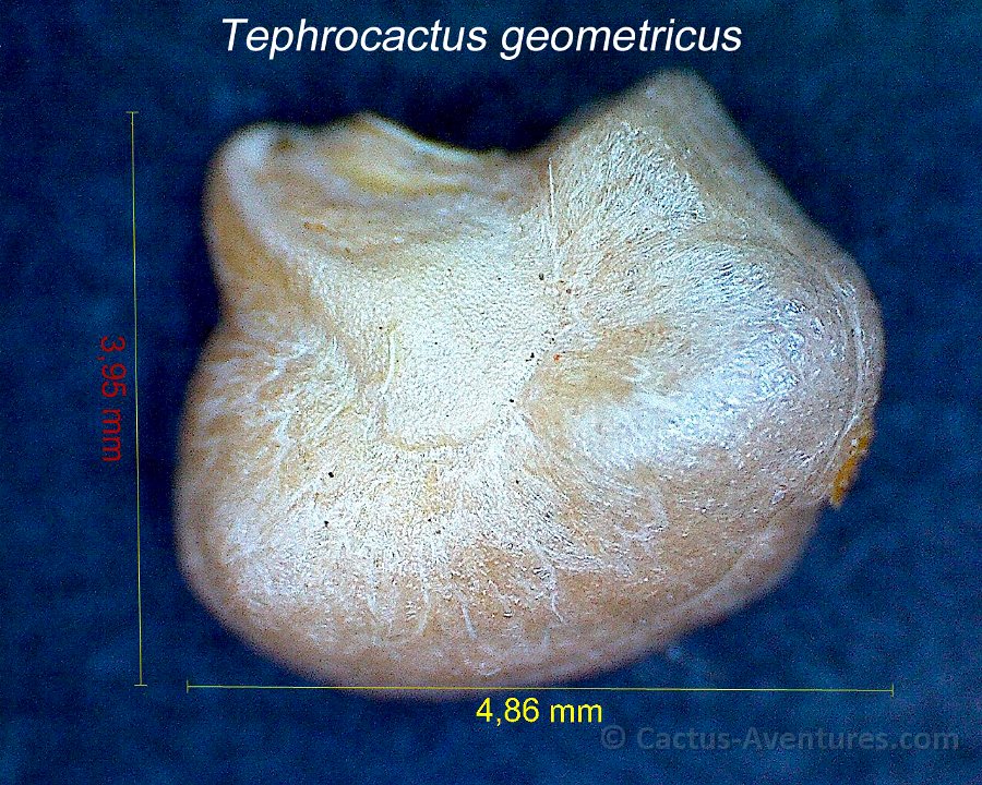 Tephrocactus geometricus 1